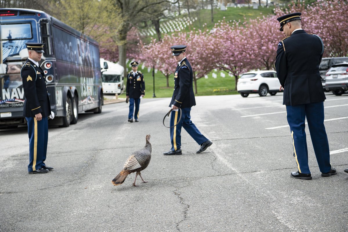 A turkey checks-in with Soldiers as they prepare for a ceremony. While it isn't a pet, the turkey is seen enough around the cemetery that it has won the hearts of many who work here. #NationalPetDay 🦃