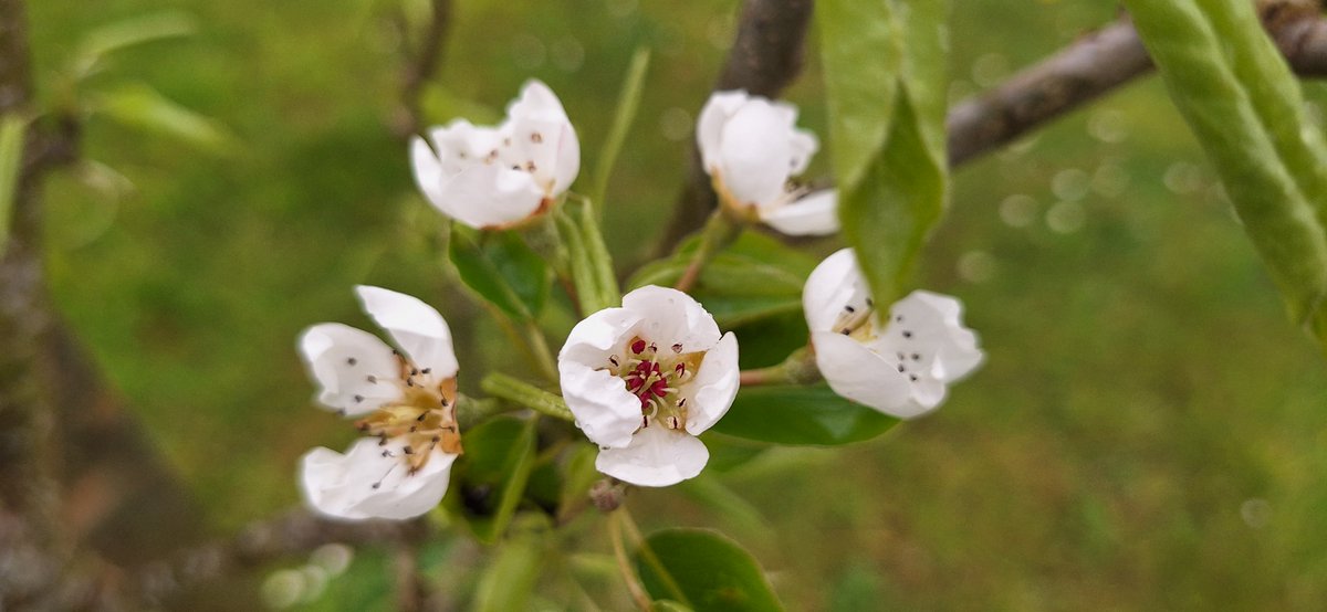 If we're lucky, this year we'll get some pears...