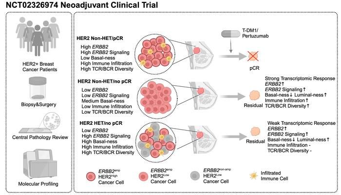 #ClinicalMedicine: 
HER2 heterogeneity and treatment response–associated profiles in HER2-positive breast cancer in the NCT02326974 clinical trial: buff.ly/4cJYFXT 

@LabPolyak @Otto_DFCI @DanaFarber @YaleMed 
#Oncology