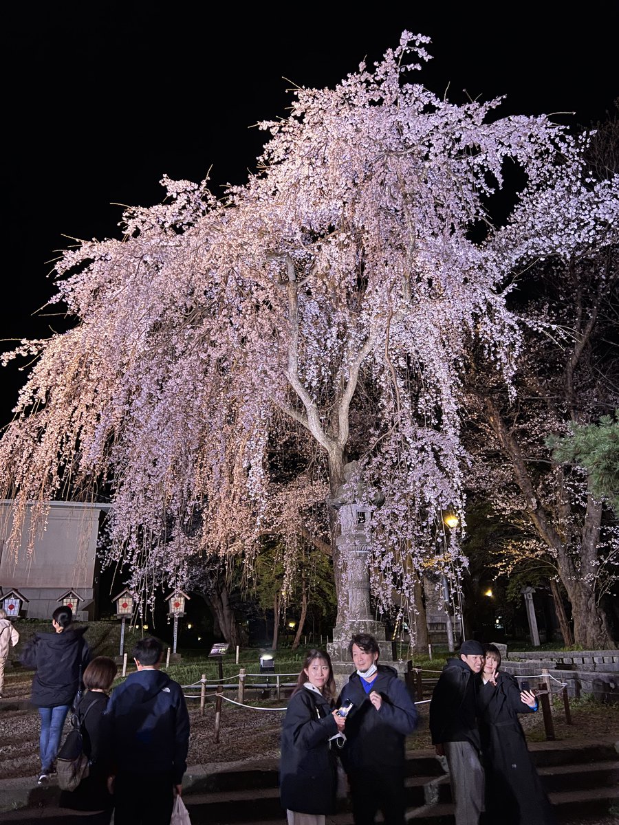 今年も高田城址公園の夜桜は美しかったです