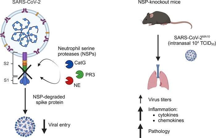 Neutrophil proteases are protective against SARS-CoV-2 by degrading the spike protein and dampening virus-mediated inflammation: buff.ly/3vVffmN @CharafBenarafa @unibern #COVID_19 #Inflammation