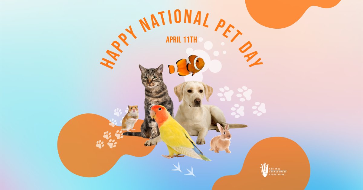 Our faithful furry, feathered or scaled friends + 🌽 = 😋 Learn the Top 10 Reasons to Include Corn in Pet Food: bit.ly/3PZrk15. #NationalPetDay