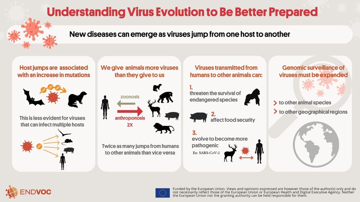 🦠 😷 Did you know? Humans transmit more viruses to other animals than they do to us.  👉#ENDVOC researchers @BallouxFrancois @LucyvanDorp @cedriccstan at @UCL found that viral jumps from humans to other animals are twice as frequent than vice versa. 📌endvoc.eu/humans-transmi…