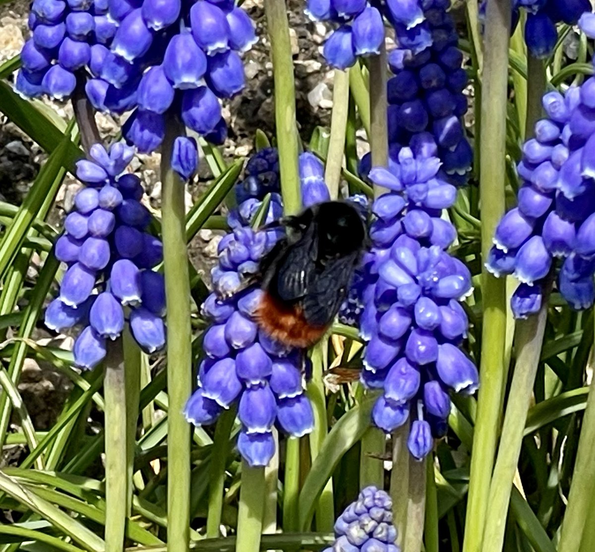 A red tailed bumblebee seen in a neighbour’s garden near Aberdeen 🐝 

#redtailedbumblebee #bees #saveourbees #insects #insectphotography #wildlife #wildlifephotography #Aberdeenshire