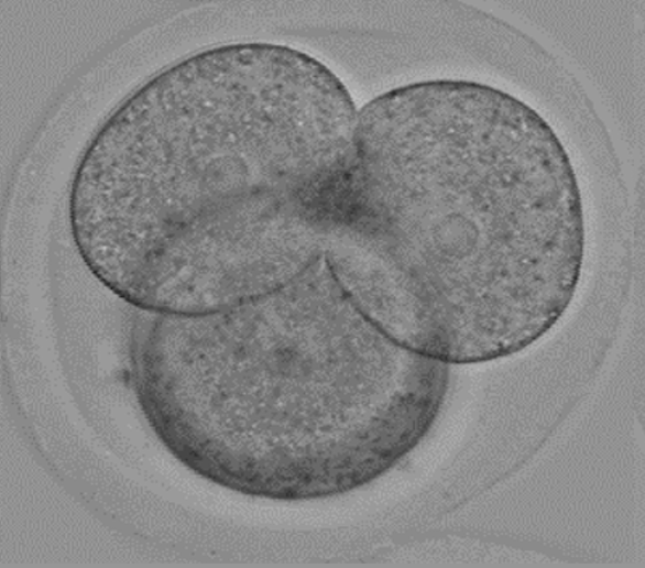 greg fitzharris (@gregfitzharris) on Twitter photo A PARTAGER SVP
Grand nouvelle: <a href="/UMontreal/">Université de Montréal</a> lancé un programme de maîtrise en embryologie et développement. Ce programme en français sera particulièrement intéressant pour toute personne envisageant une carrière dans le domaine de la fertilité.
Voir ci-dessous A PARTAGER SVP
Grand nouvelle: <a href="/UMontreal/">Université de Montréal</a> lancé un programme de maîtrise en embryologie et développement. Ce programme en français sera particulièrement intéressant pour toute personne envisageant une carrière dans le domaine de la fertilité.
Voir ci-dessous
