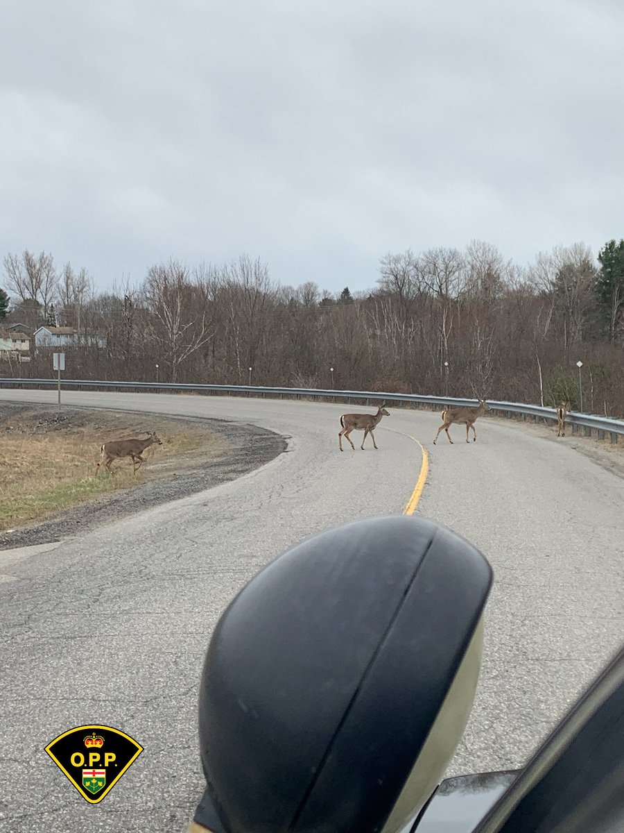 #WestParrySoundOPP respond to hundreds of collisions involving wildlife per year. In the spring season wildlife is much more active on our roadways. It is important to scan the roadway as deer can be unpredictable and quick to cross the road. #RoadSafety #ParrySoundTrafficJam ^bc