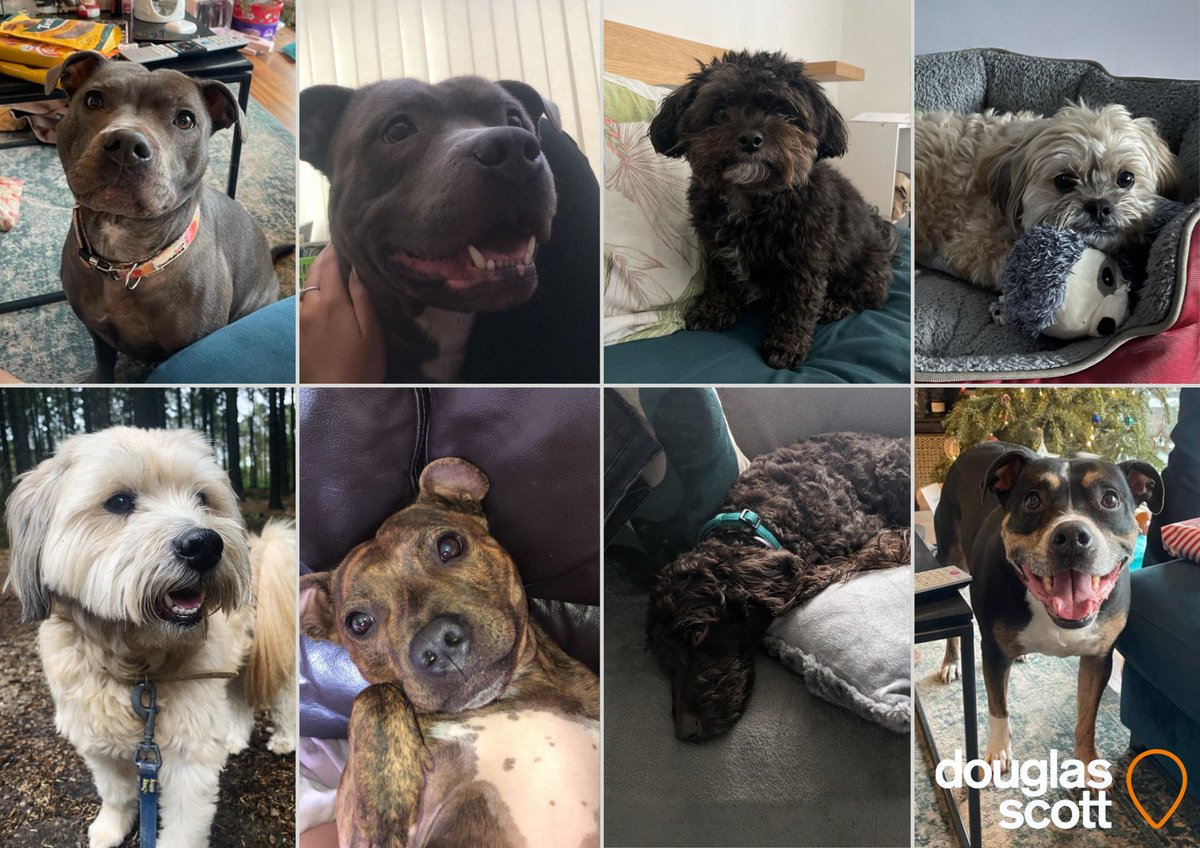Happy National Pet Day! 🐾

Even though our furry companions couldn't join us at work today, here are a few of our office dogs to brighten up your day! 

Share a photo of your pet and tell us how they make your workdays brighter!  #nationalpetday #officepets