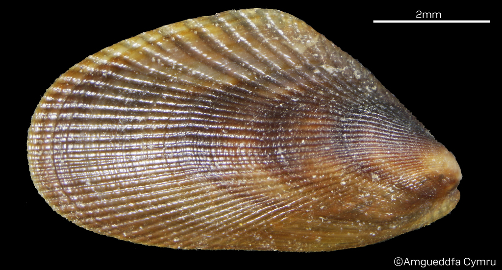 Today's #MolluscMonday is the non-native bivalve shell Brachidontes exustus. Known from New Jersey south throughout the Caribbean, and south to Argentina intertidally attached to rocks. In Britain and Ireland it has been found in Gwithin Cornwall naturalhistory.museumwales.ac.uk/BritishBivalve…