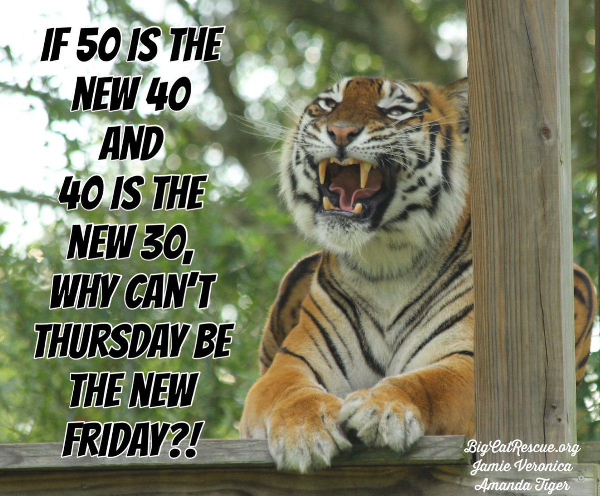 “If 50 is the new 40 and 40 is the new 30, then why can’t Thursday be the new Friday?! #AmandaTiger #BigCatRescue #BigCats #Tiger #Memes #Thursday #ThursdayVibes #Quotes #QuoteOfTheDay #Funny #Cute #CaroleBaskin