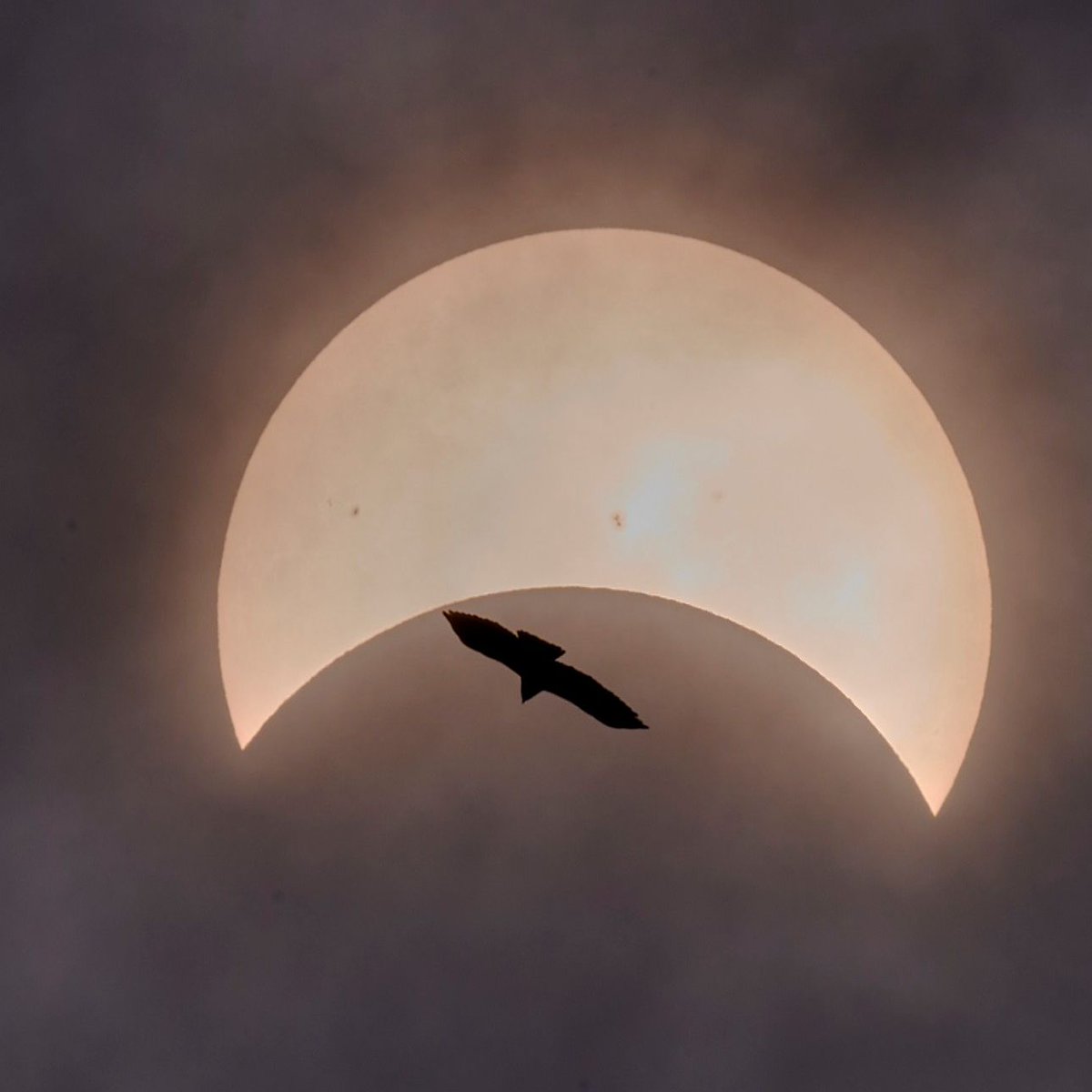 Snapped by Werner Ens in Winnipeg at 13:43, just moments from peak coverage. 🌔 The camera was Nikon Z6, and the lens was the Nikon 180-600 mm zoom lens used at 600 mm. #UMScience #UManitoba #UManitobaSci