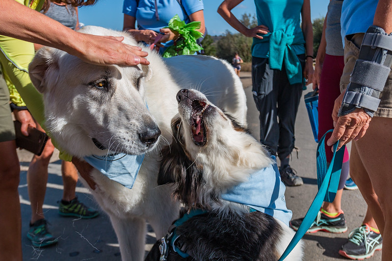 Remember your pet’s safety outside, on hikes, and in the yard.

1.Keep your dog on leash

2.Don’t leave small animals unattended

3.Bring water for your pup on long trails or hot days

#PetDay #PetSafety #Dogs #Hiking  #HikeWithPets #Trails #DogsOutdoors