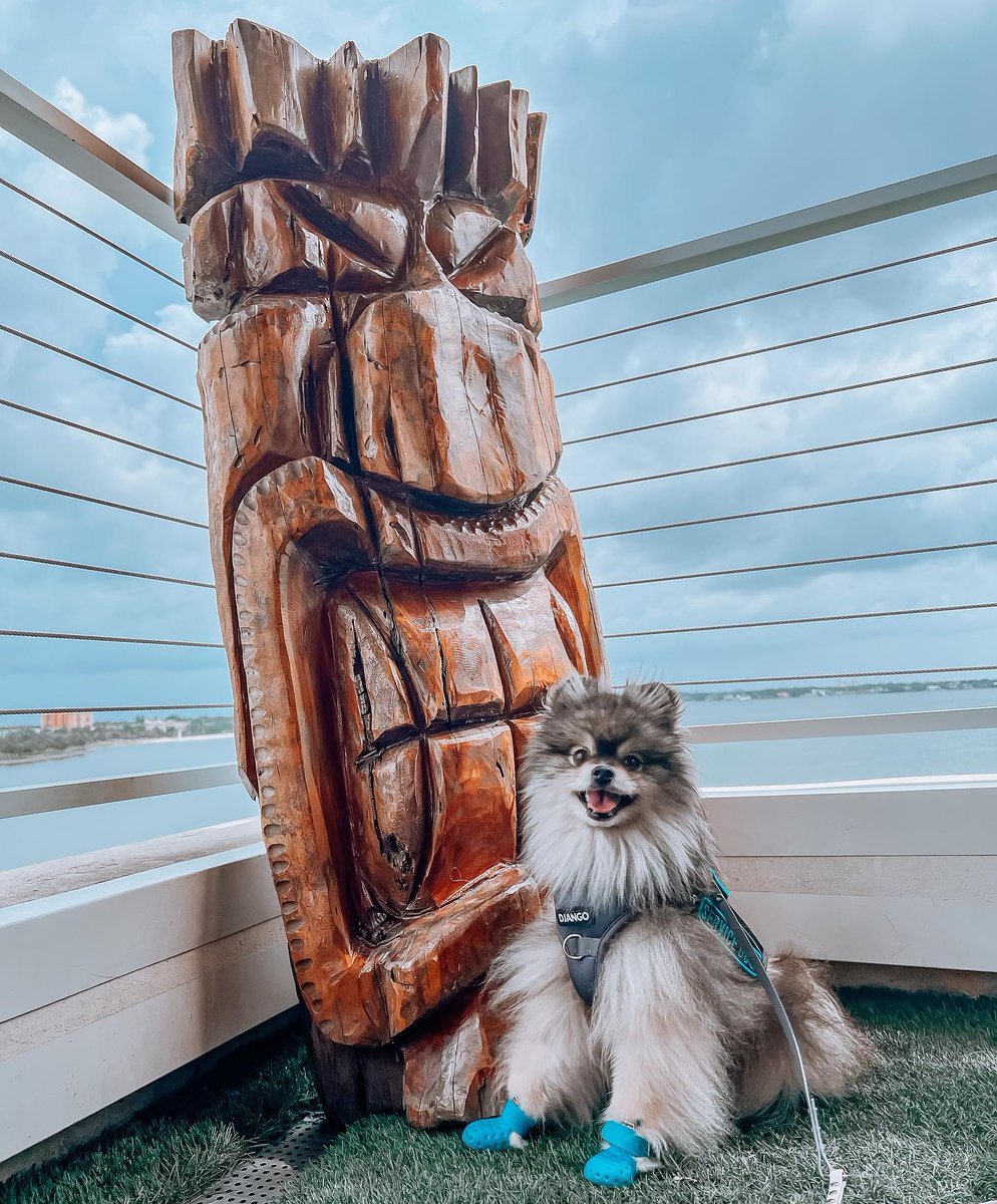 We can't get enough of the pups at the St. Pete Pier! Remember to keep our furry friends hydrated, be mindful of their paws, and be leashed during your visit. Happy #NationalPetDay! 🐾💧