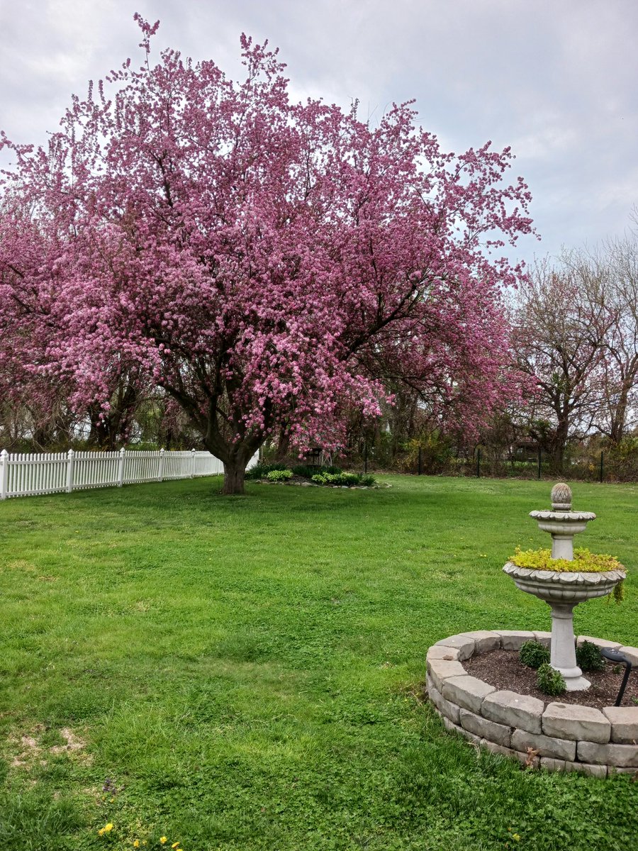 My crabapple tree is in full bloom.