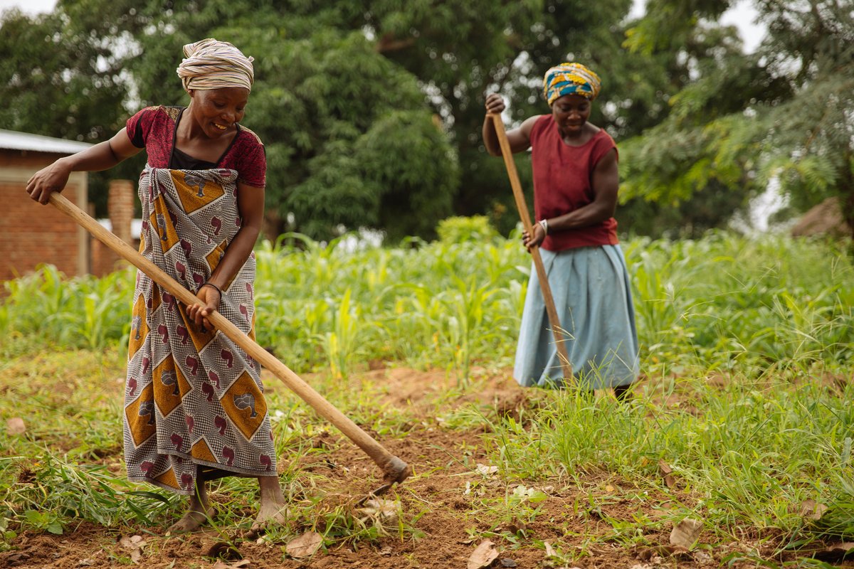 Through a #foodsystems approach, the #FRESH_Initiative is addressing low fruit & vegetable intake in #Tanzania. 🇹🇿 Learn how @IFPRI researchers are evaluating the impact of FRESH interventions. 👇 on.cgiar.org/3UbkVm6