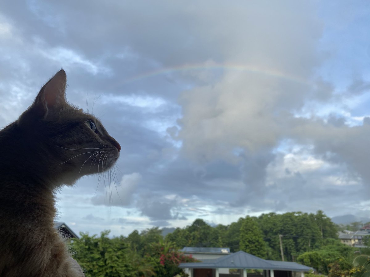 Over The Rainbow Bridge, we will meet again Vienna 🌈

#HedgewatchForVienna