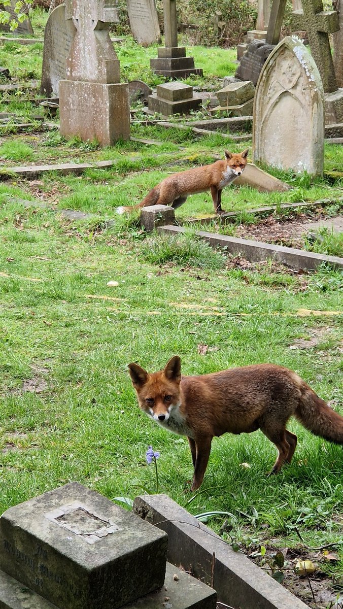 Mummy Violet and her daughter Holly (born March 2023) in the background. ❤️ Violet's eye is still sore, but I believe she will be OK. Still no sighting of this year's cubs, I wonder how many there are? 🤔 The adults started to shuttle food back to the den. #cemeteryfoxes #cubs