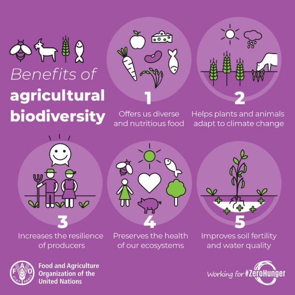 #DidYouKnow agricultural biodiversity: 🟣 Helps plants and animals adapt to #climatechange 🟣Preserves the health of our ecosystems More in @FAOclimate's infographic👇