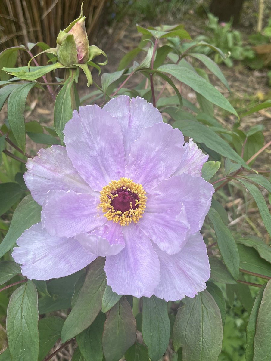 #todayshappy there’s been enough sun for the first of the tree peonies to open #GardeningTwitter #gardeningX #treepeony #peonies #mygarden