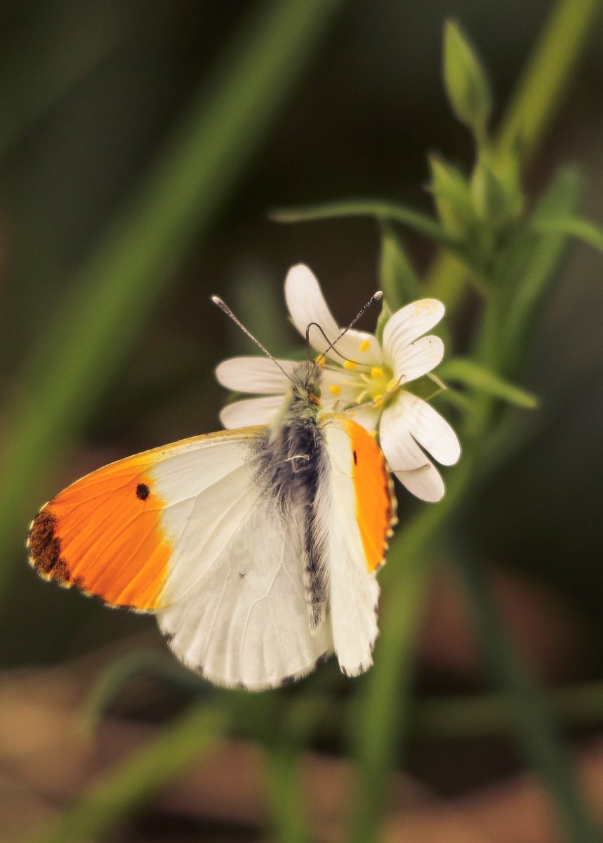 large white #butterfly today. @EssexWildlife @Natures_Voice @RSPBEngland @savebutterflies