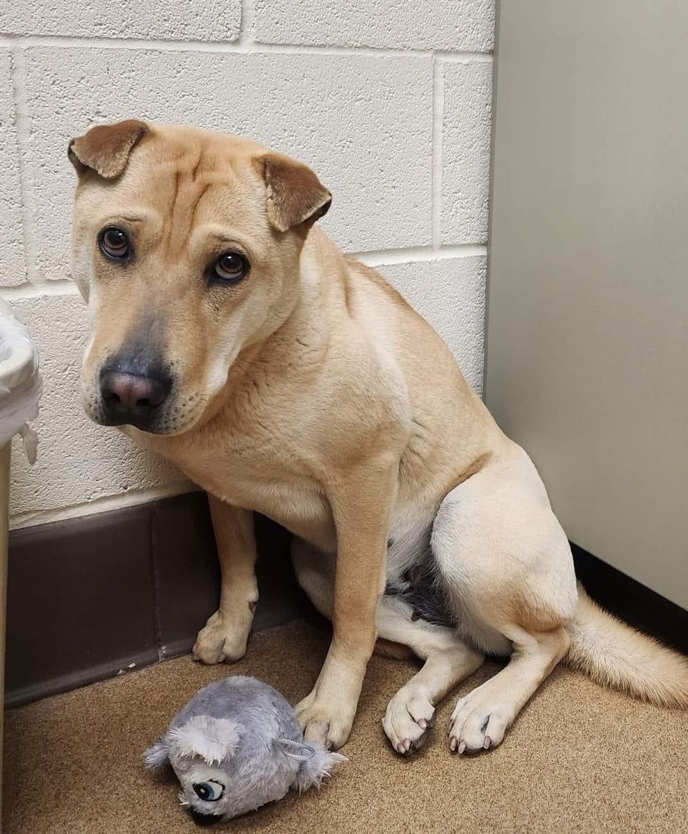 ONE LOOK WILL MELT YOUR HEART Nola #239657 YET APPLE VALLEY IS ABOUT TO KILL SWEET NOLA WHO IS JUST ONE YEARS OLD HURRY WHO CAN FOSTER HER SHE HAS HOURS LEFT GETS ALONG WITH EVERYONE animalservices@applevalley.org @TomJumboGrumbo
