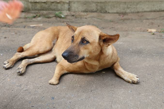 Name : Rex Chadonha Type. : German Shepherd , Old shape Owner : Rex Midzi ( one owner since birth ) Advantages : Food saver , will lead the way to local funerals & gatherings ever present , everyone's best friend Price : 380 ZiG Neg