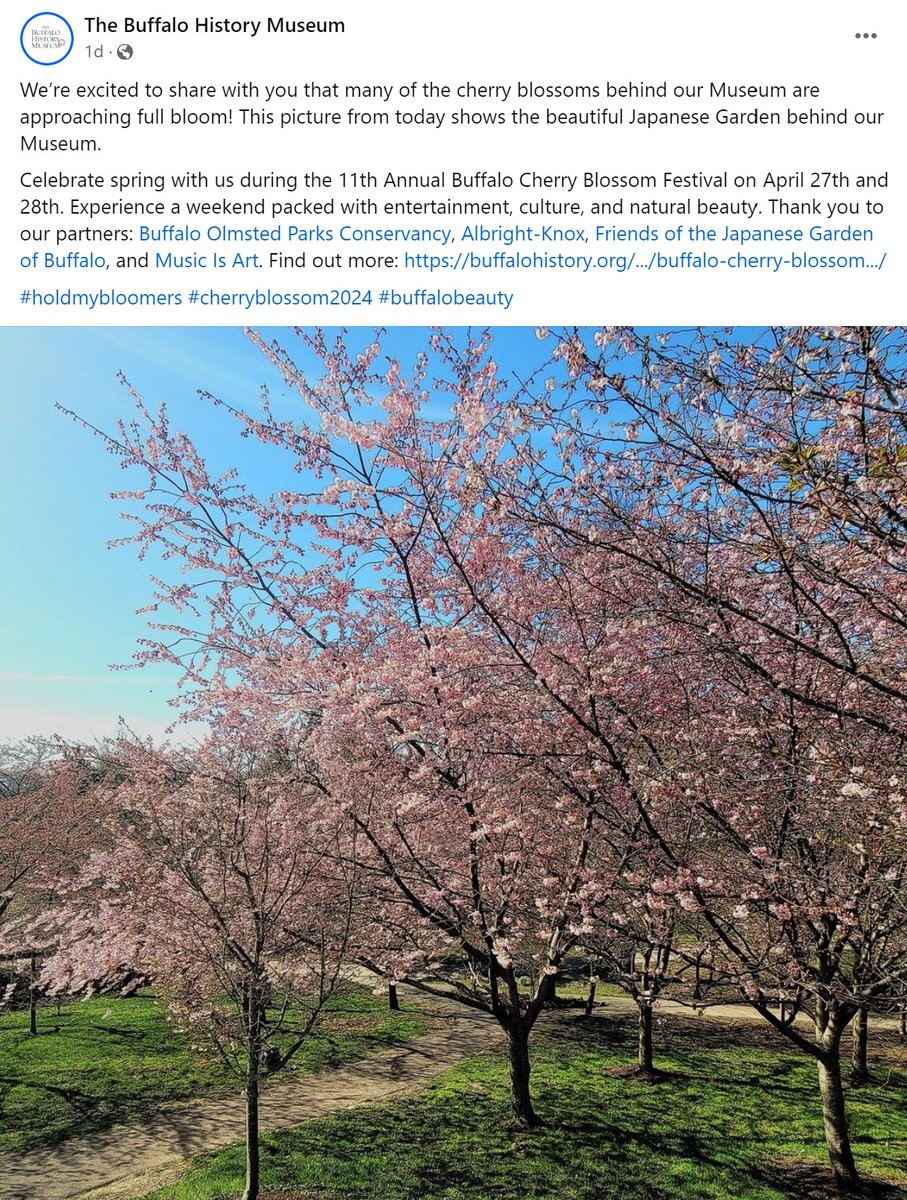 The cherry tree blossoms are nearing full bloom at The @BuffaloHistory Museum. The Museum's annual Cherry Blossom Festival doesn't start until April 27, but if you want to see the blossoms you better get to the History Museum sometime in the next week. See below ⬇️