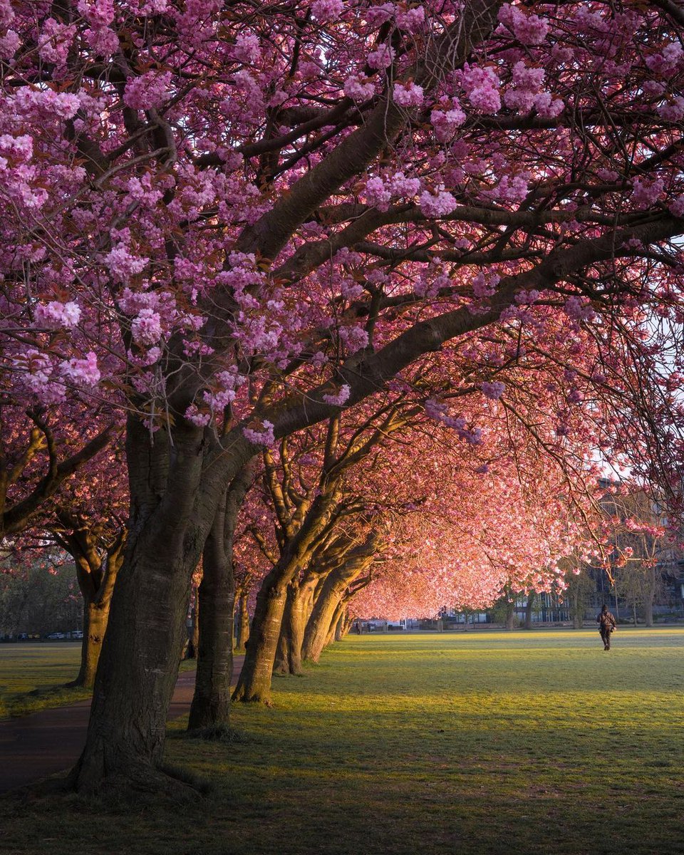 Who loves cherry blossom season in #Scotland?! 🙋‍♀️🌸 📍 The Meadows, @edinburgh 📷 IG/snapsbyshirin #ScotlandIsCalling