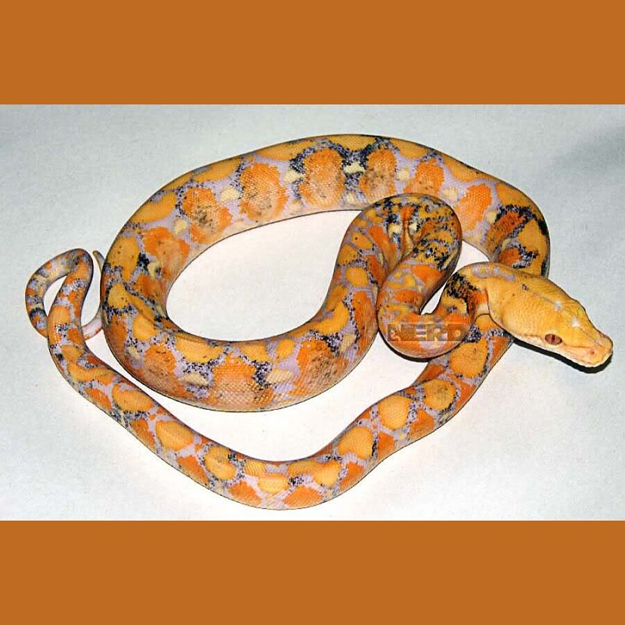 Albino Paradox Reticulated Python (Python reticulatus). Photo: N.E.R.D.. #snake #reptile #python #livingart #constrictor #southeastasia #livingartreptiles #livingartreptile #ReticulatedPython