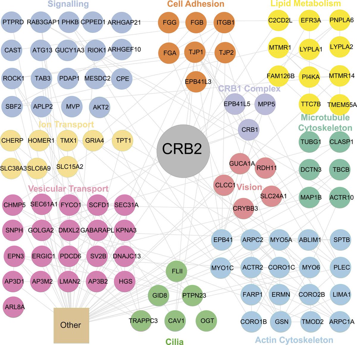 Check out this recently published research article in LSA: Human CRB1 and CRB2 form homo- and heteromeric protein complexes in the retina. hubs.la/Q02rPMNW0