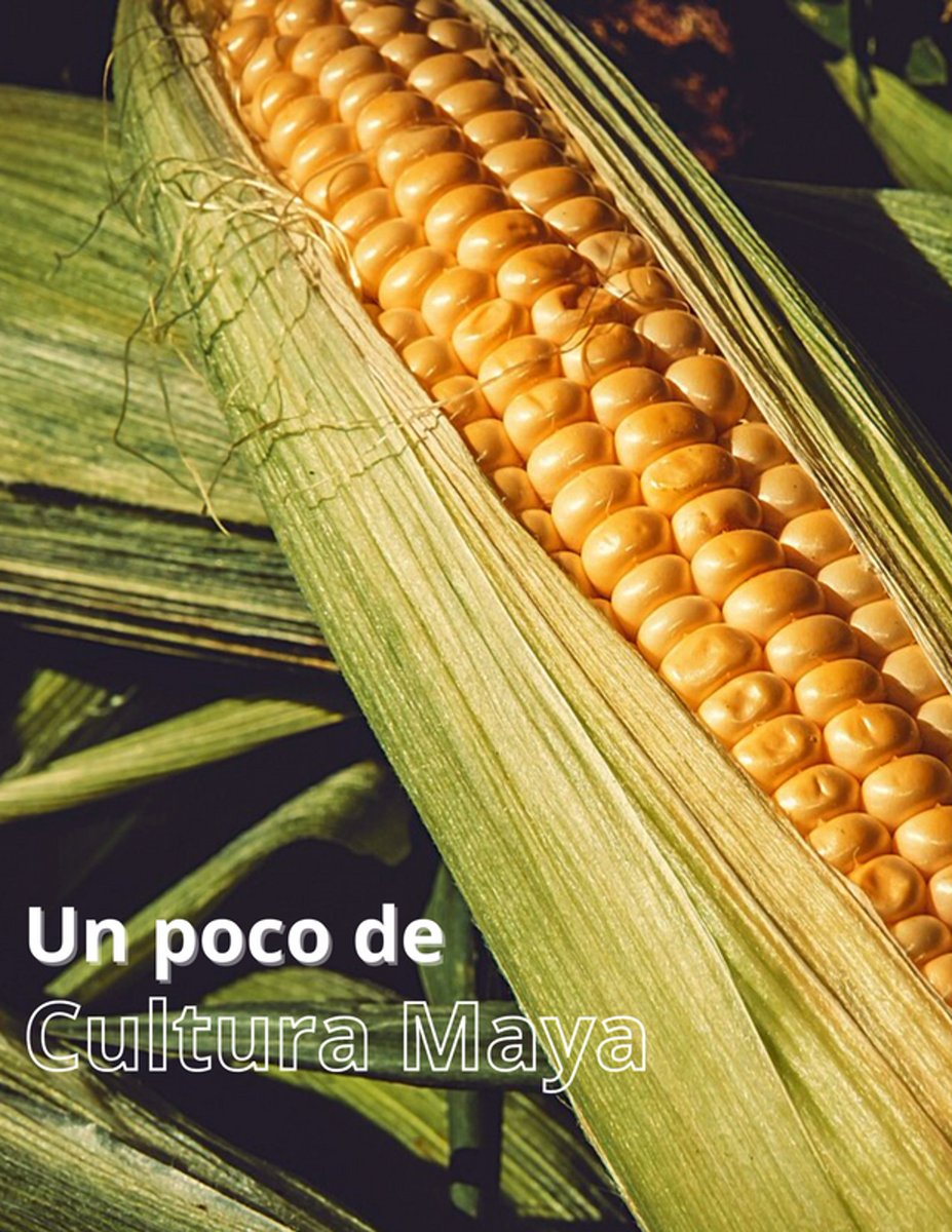 Según el Popol Vuh, nuestro cuerpo y huesos están hechos de maíz. En agradecimiento, los mayas aprendieron a cultivarlo y darle vida a la tierra.

#Maíz #CulturaMaya #PopolVuh