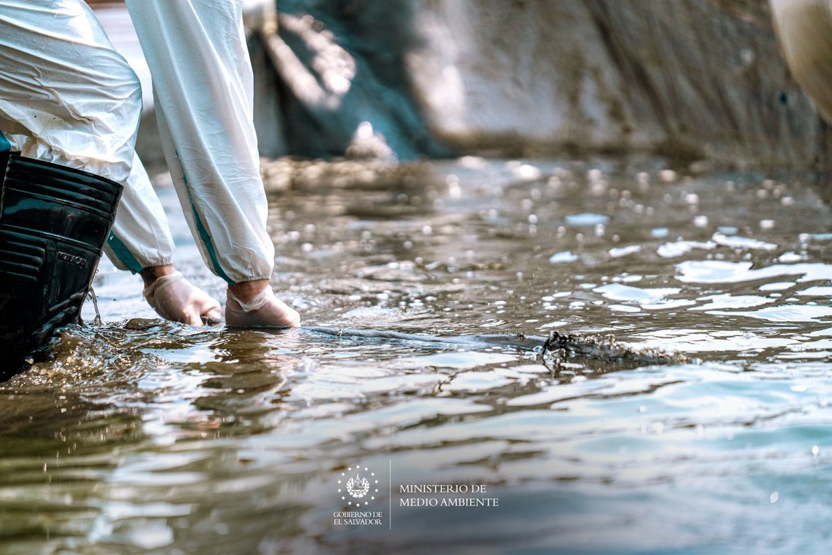 Con el apoyo de Centros Penales continuamos trabajando en la extracción de cianobacterias en descomposición del espejo de agua, seguimos sumando esfuerzos por el rescate del lago de Coatepeque. 

#DecretoEmergenciaCoatepeque
#AcciónCoatepeque
#YoCuidoCoatepeque