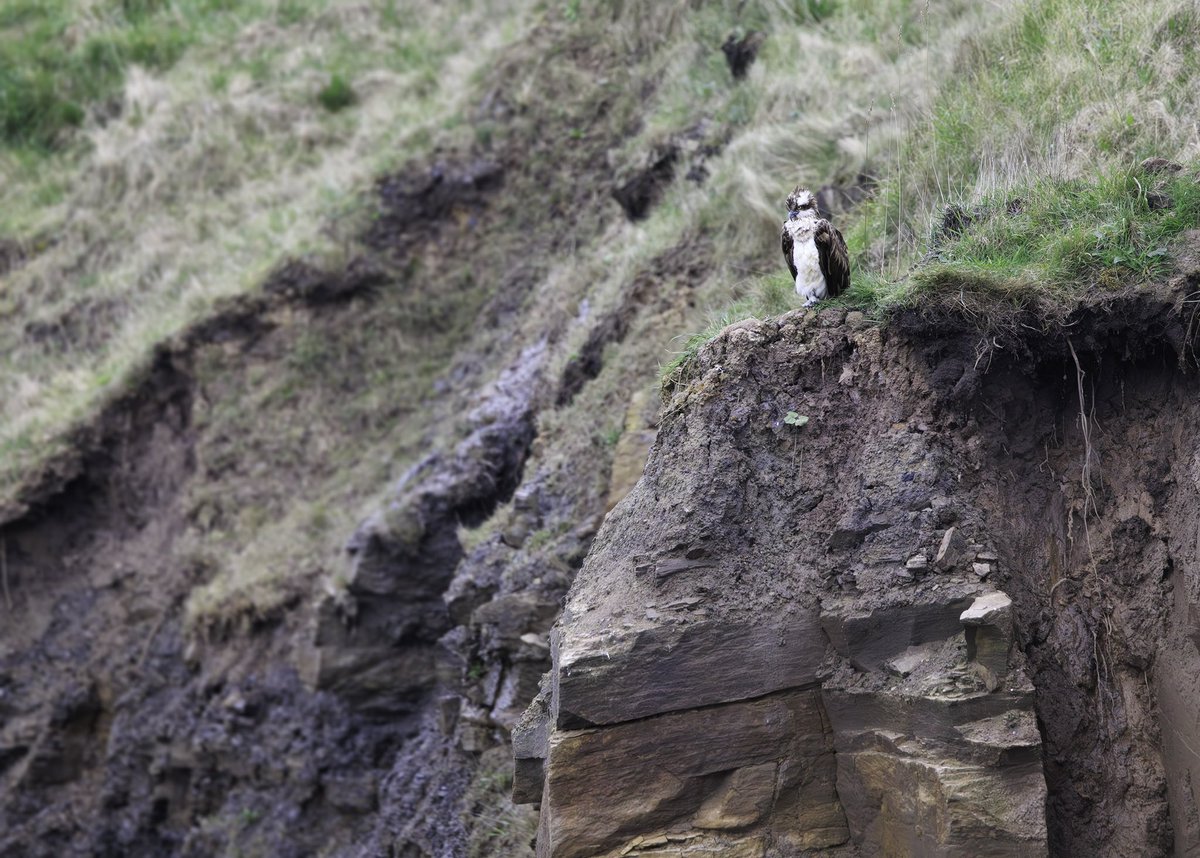 Superb views of an Osprey on the cliffs at Hartley this afternoon! @NTBirdClub