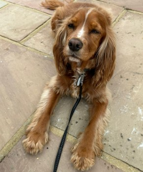 🆘11 APR 2024 #Lost CHILLI #ScanMe Ginger Red Cocker Spaniel Female Opposite The Little Italy Restaurant #SunburyOnThames #TW16 6AD #Surrey Chilli jumped into The River LEAD STILL ATTACHED doglost.co.uk/dog-blog.php?d…
