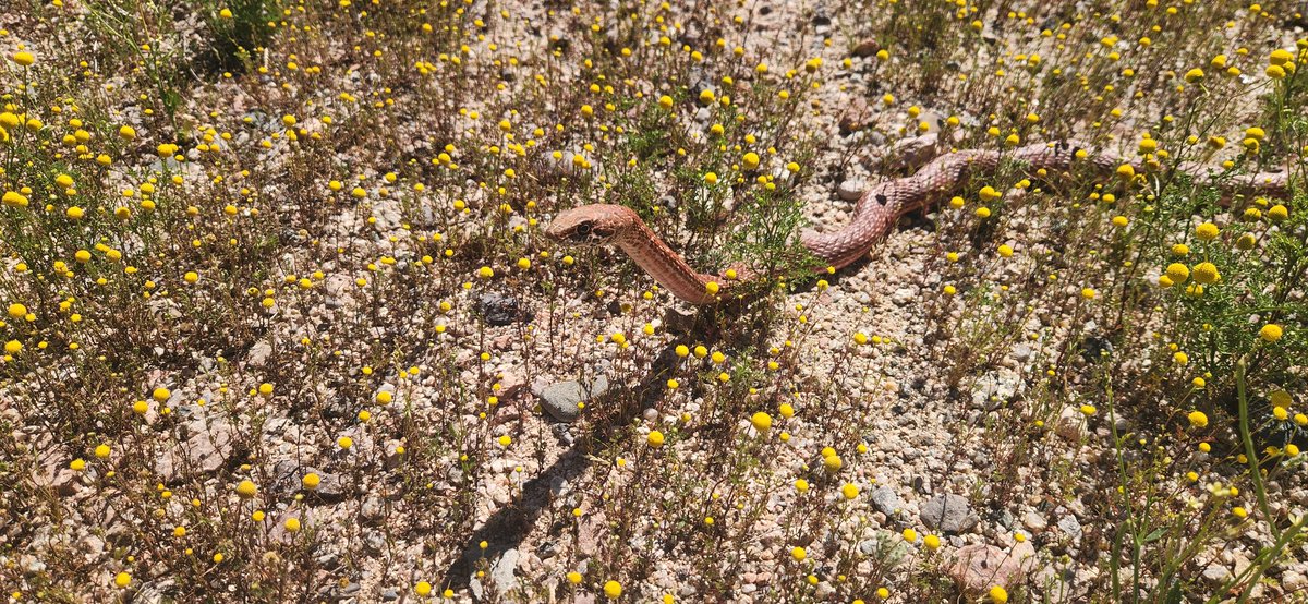 Saw a beautiful red (don't say racer) coachwhip today.
