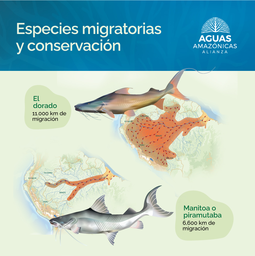 1/ El dorado y la piramutaba (manitoa) son centinelas de la conectividad del vasto e intrincado paisaje acuático amazónico. Pero, se enfrentan a presiones derivadas de la destrucción y degradación de su hábitat por infraestructuras mal planificadas, deforestación, sobrepesca.