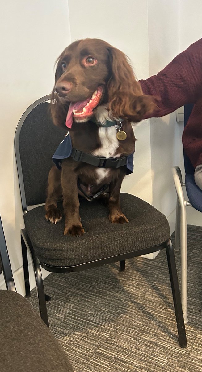 Bath NPT had a special guest on shift for #NationalPetDay! Woody is an @OscarKiloNine #WellbeingDog (and a very good boy!). He's an expert in helping officers deal with the stress, demand and trauma that policing work can sometimes bring. #BathPolice #DogsWithJobs #OK9