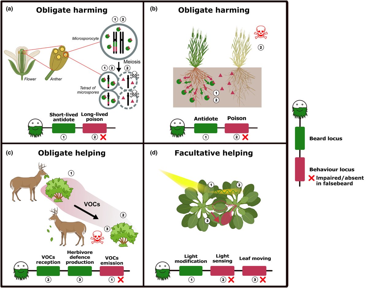 #Greenbeards in plants? #Viewpoint by @germmtz and Laurent Keller 📖 ow.ly/hAUs50Re3le