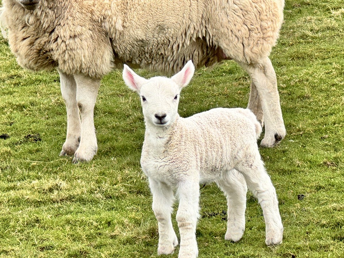 Whether you are desperately hoping to get onto the land or busy calving or lambing, we hope that today as many farmers and crofters as possible can enjoy some long-awaited sun on their backs, like these new arrivals. Many thanks to Lanarkshire farmer @sheepfarmer782 for these…