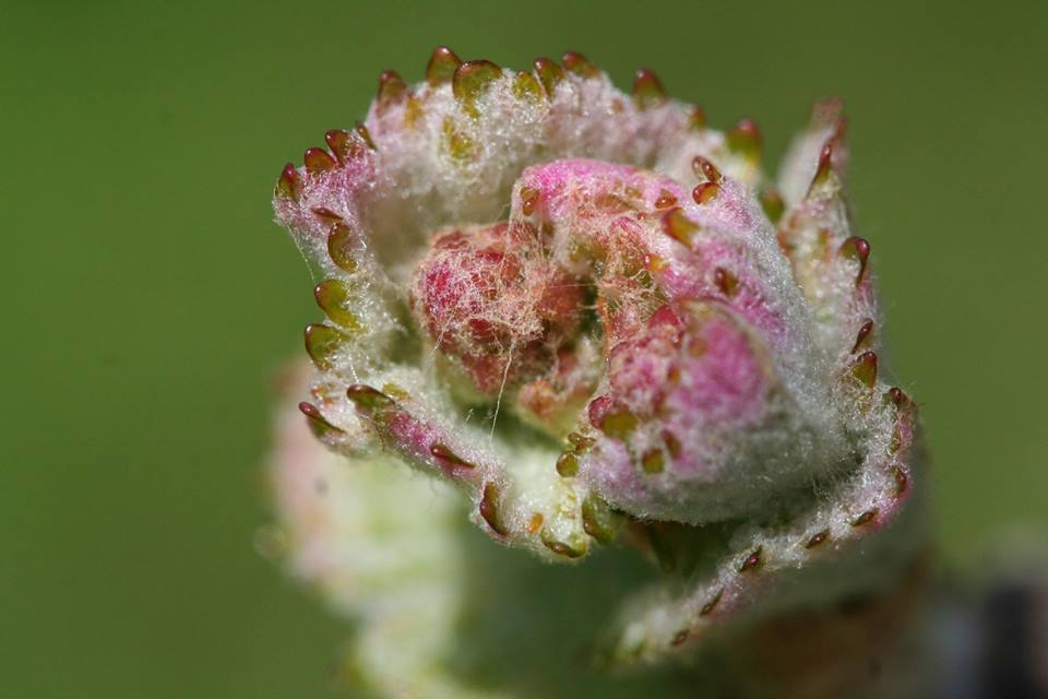 Everyone is getting excited. Bud Break is happening in the vineyards all around Oregon! Get ready to come and embrace our Oregon wines. Cheers!
#whitepinõtnoir #pinotnoir #oregon #vineyard #winetasting #wine #Chardonnay #winelover #willamettevalley #embraceoregontours