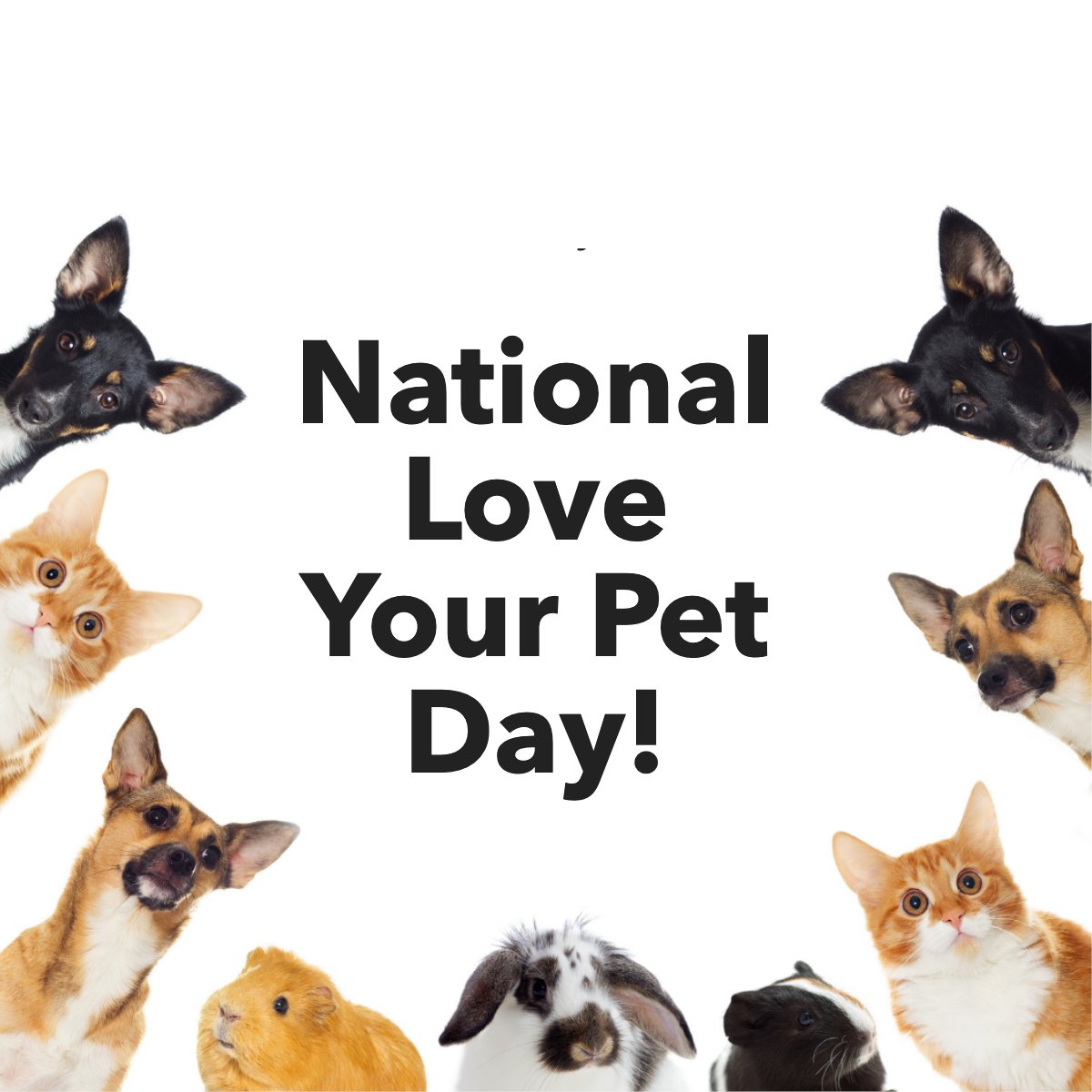 Let's be real. Every day is National Love Your Pet Day. 🐶🐱 Here's to our four-legged family members! How many pets do you share your home with? Tell us below! 👇 #funholiday #holiday #celebrate #celebration #pet #dog #cat #barbarabarker #barrettrealestate