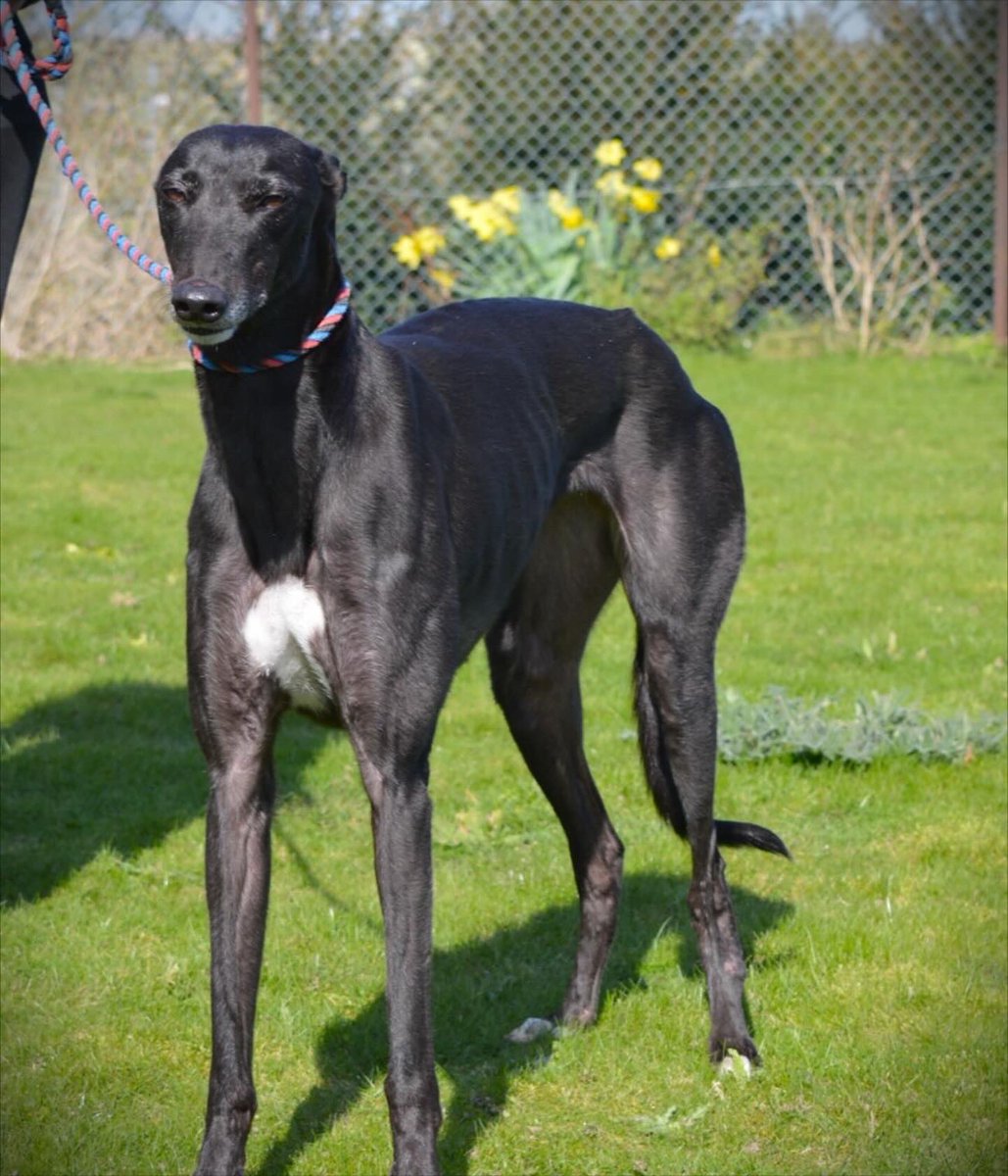 Queeny is a 5 1/2 year old girl who was chilled when posing for her pictures she is a little nervous at the moment but the kennel guys are sure she will be a trusting as soon as she settles Please the kennels team 07783 367032 email info@retiredgreyhoundscanterbury.co.uk #TeamZay