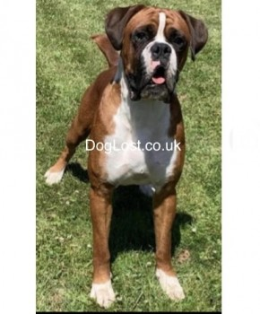 millypod1's tweet image. 🆘11 APR 2024 #Lost CHERRY &amp;amp; DYLAN #ScanMe
Cherry: Red /White/Black Boxer Female
Dylan: Red &amp;amp; White Boxer Male
Farm near #Lydiate #Sefton #Merseyside #L31 doglost.co.uk/dog-blog.php?d…
doglost.co.uk/dog-blog.php?d…