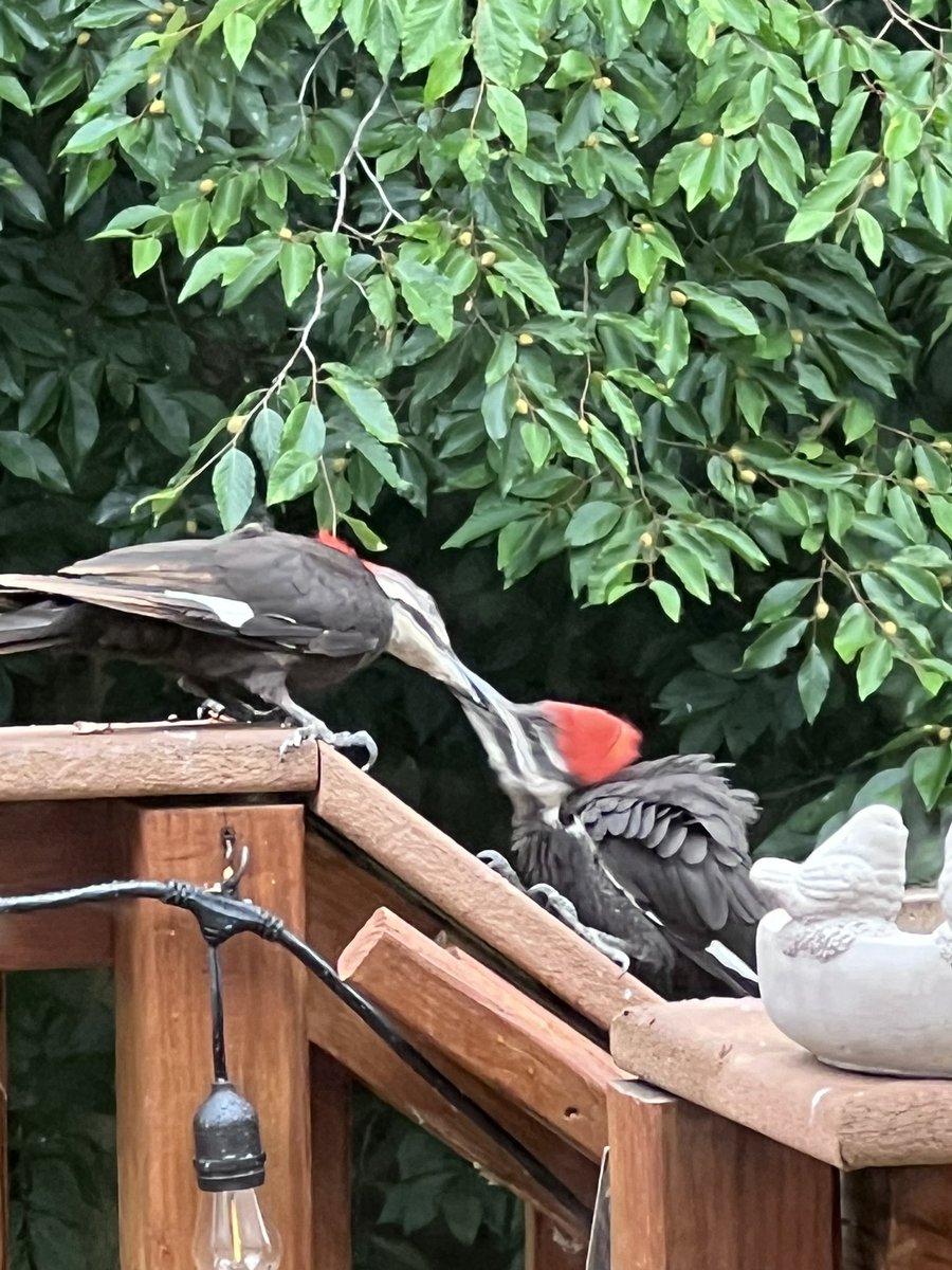 @wiscobirder @bird_collective The Pileated are my favorite!