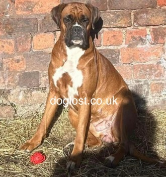 millypod1's tweet image. 🆘11 APR 2024 #Lost CHERRY &amp;amp; DYLAN #ScanMe
Cherry: Red /White/Black Boxer Female
Dylan: Red &amp;amp; White Boxer Male
Farm near #Lydiate #Sefton #Merseyside #L31 doglost.co.uk/dog-blog.php?d…
doglost.co.uk/dog-blog.php?d…