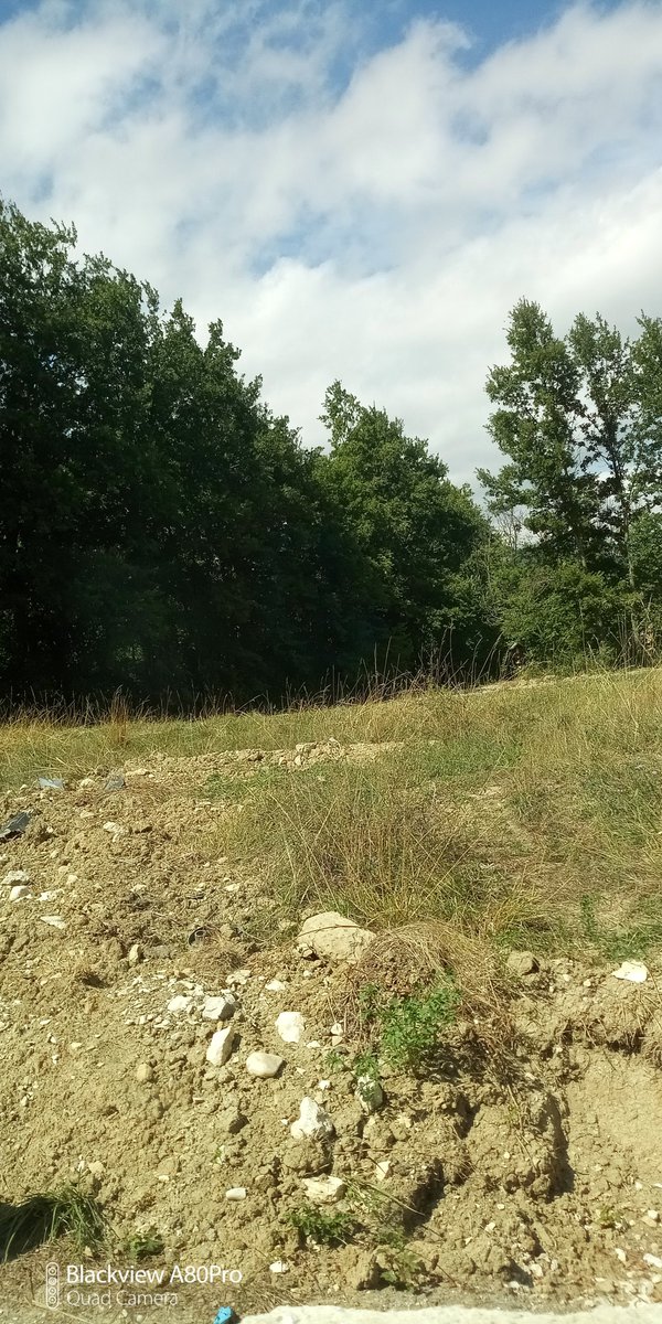 Testa Come sulla neve, dopo il passaggio di corvi cornacchie gazze, le orme a forma di freccia che s’incrociano e che guidano (lo testimoniano gli antenati) a un quieto, trascorrente oblio: giada opaca dalle mani levigata per anni con pazienza