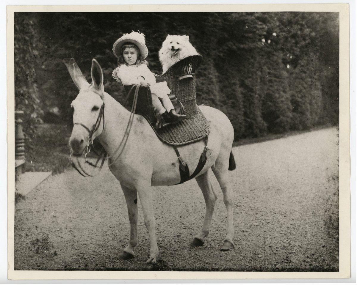 Is there a better photo than FDR and his dog Budgy atop a donkey for #NationalPetDay? And that hat - just magnificent.