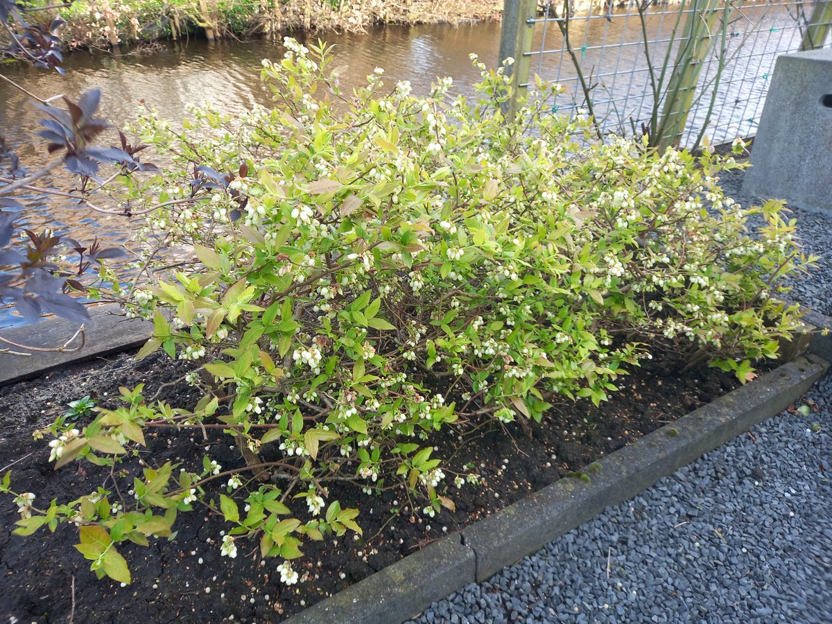 Fruitbomen's tweet photo. Bij blauwe bessen denk je al snel aan grote struiken. Maar er zijn ook compacte blauwe bessen die perfect zijn voor in pot of als vakbeplanting zoals hier (ras op de foto is Northsky). https://t.co/PJLpuwRvJM #tuin #tuinieren #fruittuin https://t.co/M9IQMke9ce