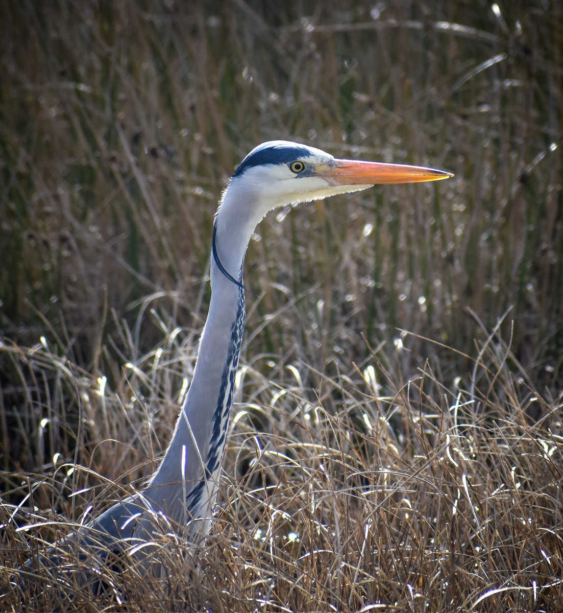 Still haven't quite finished going through and editing heron pics from a few weeks ago, which at least gives me something to post while I wait for the weather to improve! This weekend not exactly looking promising, but you never know 🤞🙄