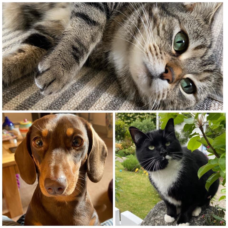 nicolab03's tweet photo. Apparently it’s #NationalPetDay2024 today. Here are our little sweeties…
#daisy #esme #sharkey https://t.co/em2rsz90Ns