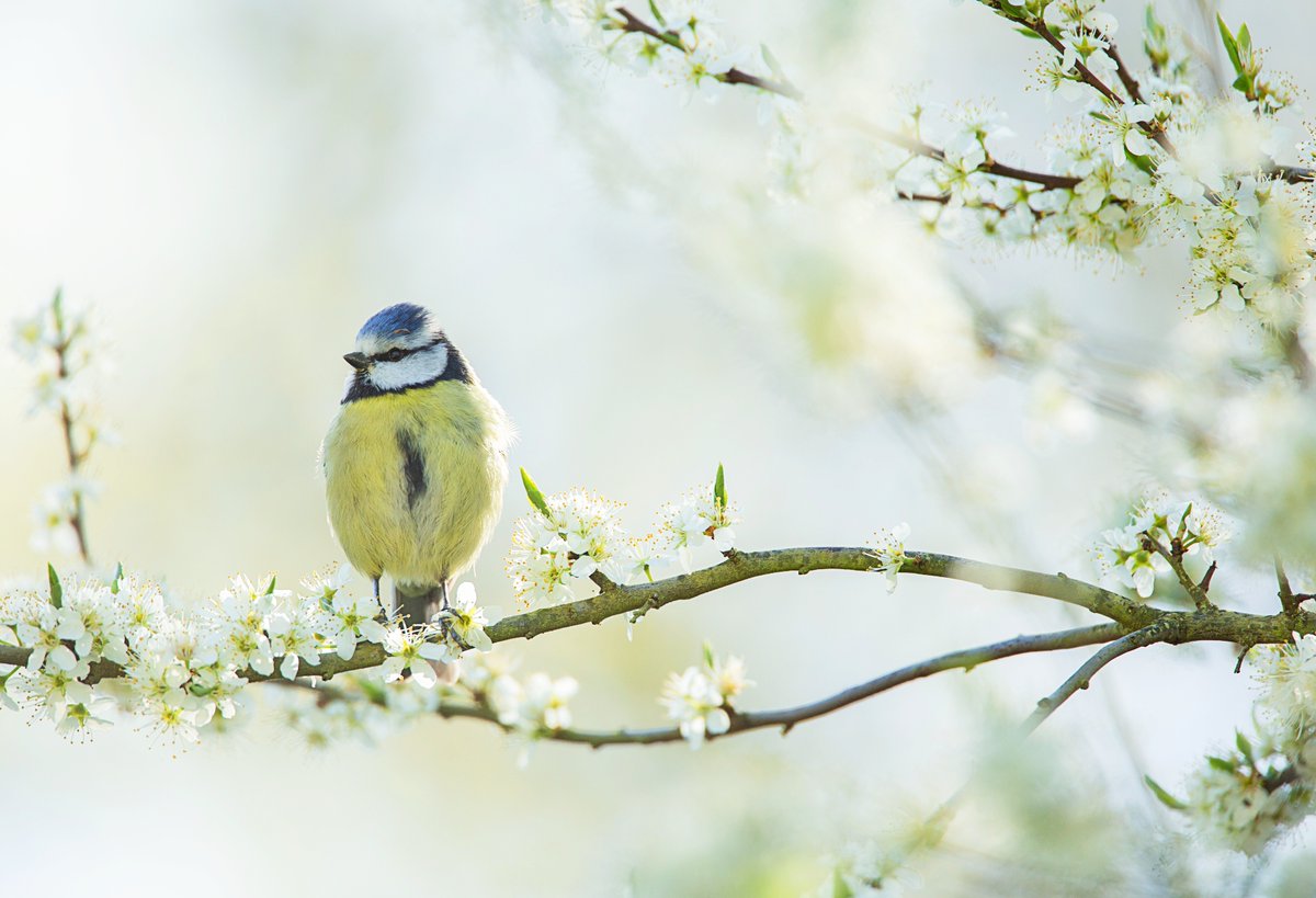 The countdown is on so take your perch. The Big Garden Birdwatch 2024 results are released tomorrow so watch this space. Who will be crowned top bird, who will take the winning podium, who came out on top? (you get the gist). #BigGardenBirdWatch